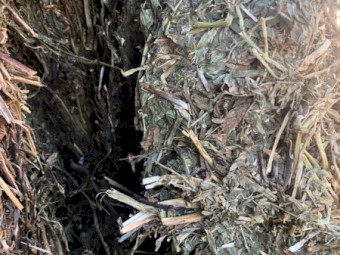 350mt Shedded Vetch Hay