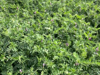 350mt Shedded Vetch Hay