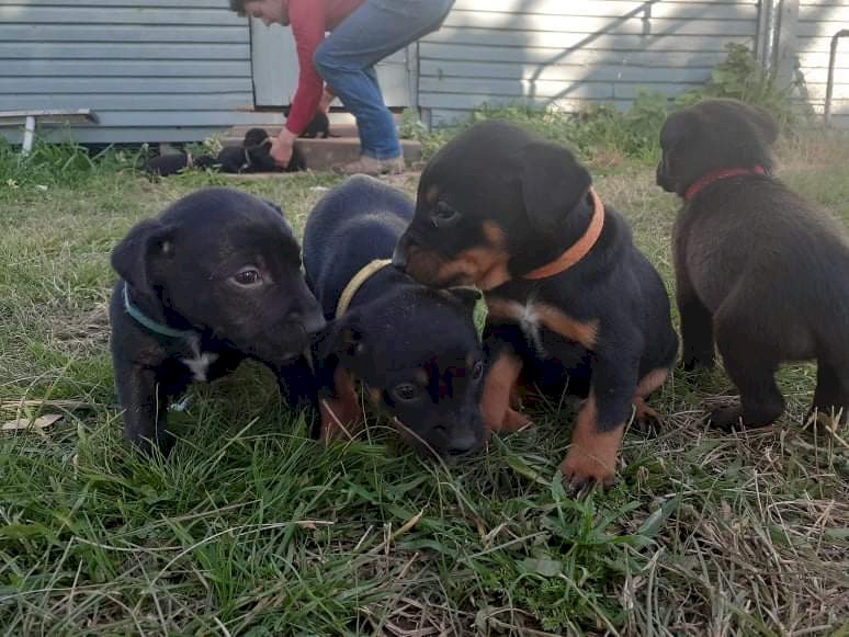 Cattle cross kelpie pups | Farm Tender