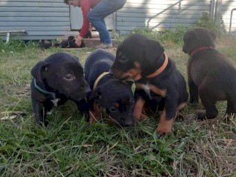 Cattle cross kelpie pups
