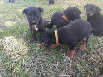 Cattle cross kelpie pups