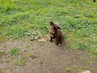 Kelpie Pups