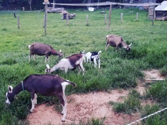 full blood and percentage goats, cows, sheep and pigs s along with top quality show wether genetics.