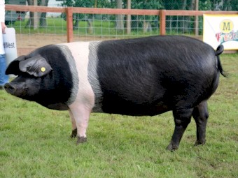 Registered Pigs For Sale.