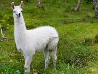 Registered Cows For Sale.