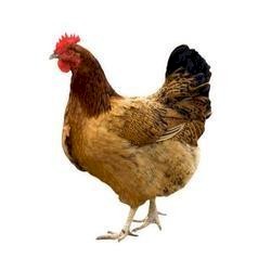 Registered Roosters and Country Chicken For Sale.  (Poultry and Dairy Products.