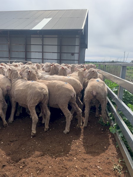 Scanned Mixed age ewes 