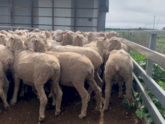 Scanned Mixed age ewes 