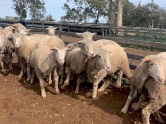 Scanned Mixed age ewes 