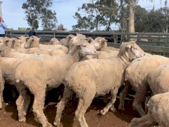 Scanned Mixed age ewes 