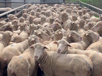 Scanned Mixed age ewes 