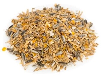 Mixed Cover Cropping planting seed