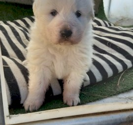 Maremma  working dog
