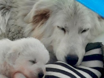 Maremma  working dog
