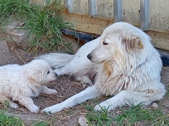 Maremma  working dog