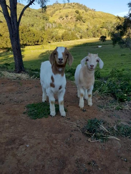 Boer Cross Goats