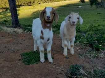 Boer Cross Goats