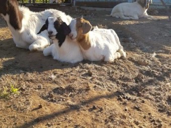 Boer Cross Goats