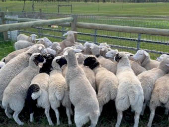 Dorper Lamb Ewes 