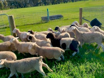 Dorper Lamb Ewes 