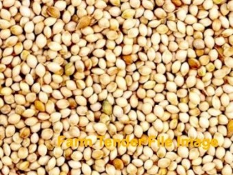 WANTED White French Millet QLD & NSW