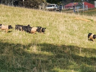 11 saddle back cross pigs for sale