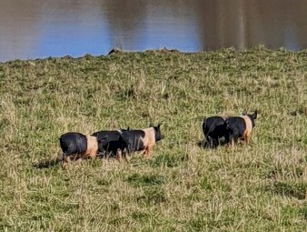 11 saddle back cross pigs for sale