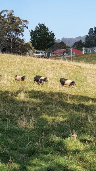 11 saddle back cross pigs for sale