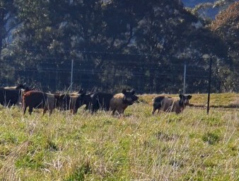 11 saddle back cross pigs for sale