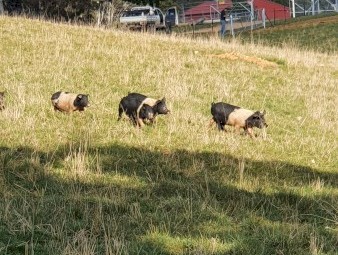 11 saddle back cross pigs for sale