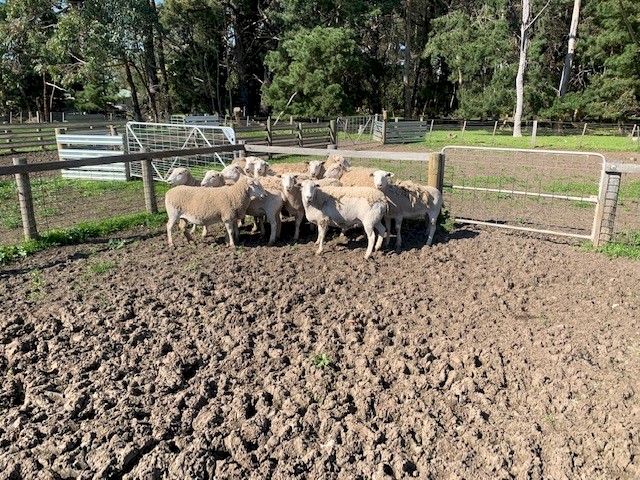 Wiltipol / Nudie MA Ewes