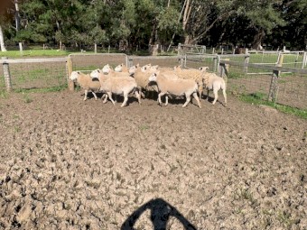 Wiltipol / Nudie MA Ewes