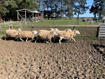 Wiltipol / Nudie MA Ewes