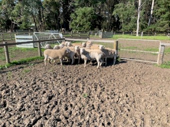 Wiltipol / Nudie MA Ewes