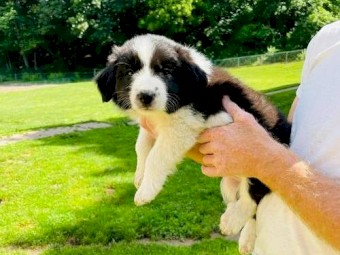 Merle and black/white Border collie puppies for sale