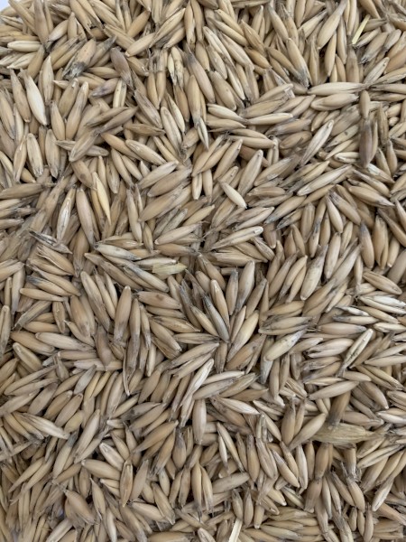 Blackbutt  Oats