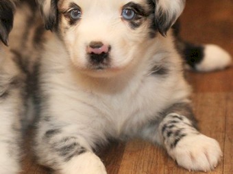 Litter of Australian Shepherd pups for sale.
