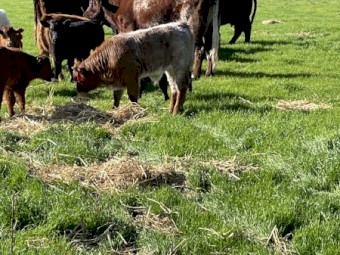 WANTED Grazing Land to Lease