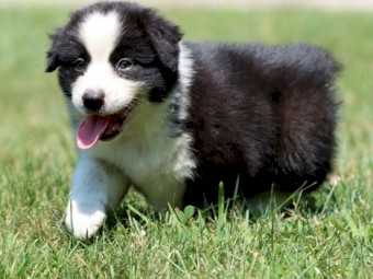 Pure breed Australian Shepherd puppies for sale
