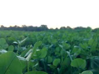 WANTED Grazing Land for Lease