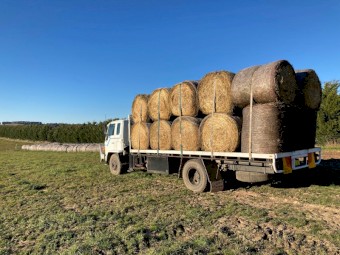 Hay Bales - Eurabbie Oats - 4x4 Rounds - cut January 2021