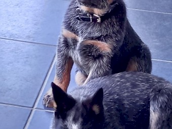 Australian Cattle Dog Puppy (Male)