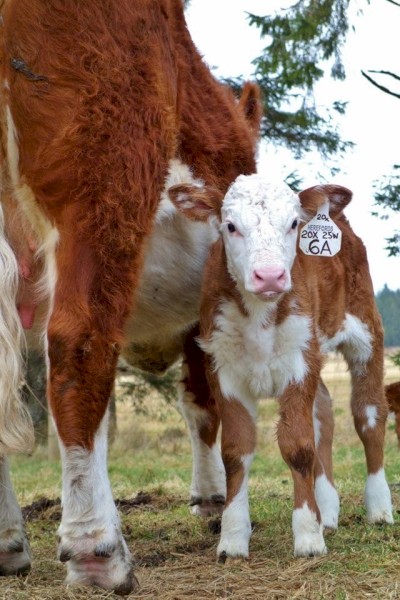 Hereford calf for house cow (pet)