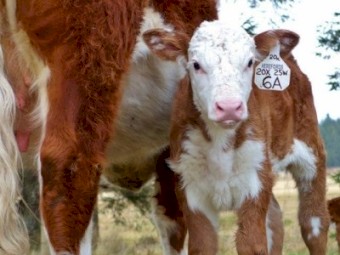 Hereford calf for house cow (pet)