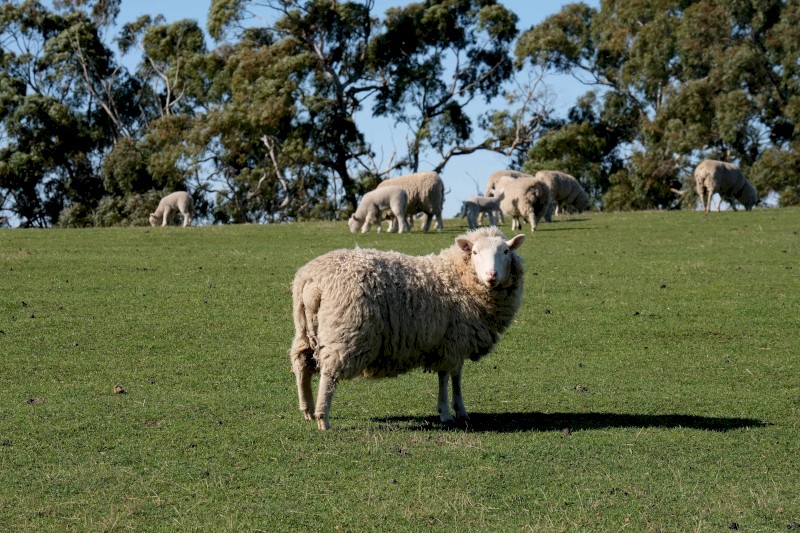 2020 drop Cheviot Ewes with some lambs at foot