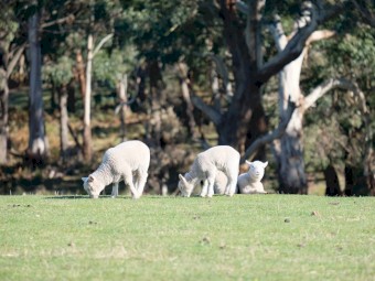 2020 drop Cheviot Ewes with some lambs at foot