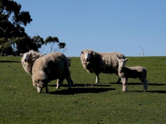 2020 drop Cheviot Ewes with some lambs at foot