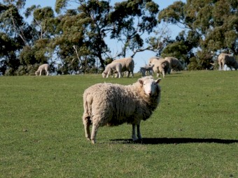 2020 drop Cheviot Ewes with some lambs at foot