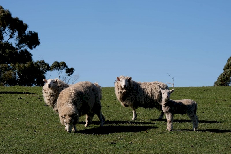 Cheviot Ewes 2019 drop with lambs at foot