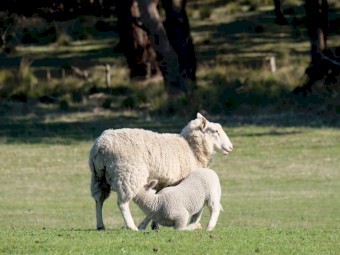 Cheviot Ewes 2019 drop with lambs at foot